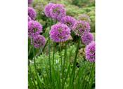 Allium 'Millenium' — Caherhurley Nursery image