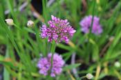 Allium 'Sugar Melt' — Caherhurley Nursery image