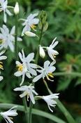 Anthericum liliago 'Major' — Caherhurley Nursery