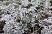 Artemisia absinthium 'Lambrook Silver' — Caherhurley Nursery image