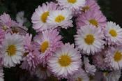 Chrysanthemum 'Poesie Rose' — Caherhurley Nursery image