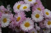 Chrysanthemum 'Poesie Rose' — Caherhurley Nursery image