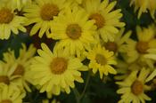 Chrysanthemum 'Ruth Treff' — Caherhurley Nursery image