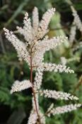 Aruncus aethusifolius 'Elegans' — Caherhurley Nursery image