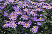 Aster amellus 'Forncett Flourish' — Caherhurley Nursery image