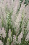 Calamagrostis brachytricha — Caherhurley Nursery image
