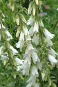 Campanula alliariifolia — Caherhurley Nursery image
