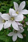Campanula lactiflora 'Assendon Pearl' — Caherhurley Nursery image