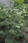 Chaerophyllum azoricum — Caherhurley Nursery image