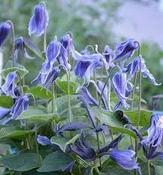 Clematis integrifolia 'Blue Ribbons' — Caherhurley Nursery