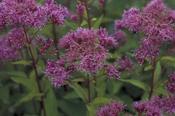 Eutrochium maculatum 'Laag' — Caherhurley Nursery
