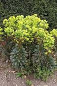 Euphorbia 'April Glow' — Caherhurley Nursery