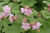 Geranium macrorrhizum 'Ingwersen' — Caherhurley Nursery image