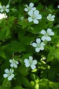 Geranium nodosum 'Silverwood' — Caherhurley Nursery
