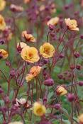 Geum 'Tequila Sunrise' — Caherhurley Nursery