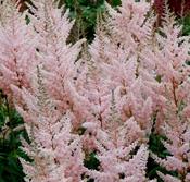 Astilbe  arendsii 'Eden's Odysseus' — Caherhurley Nursery