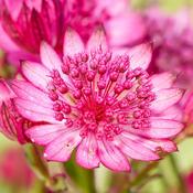 Astrantia major 'Cherise Button' — Caherhurley Nursery image