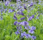 Baptisia australis minor — Caherhurley Nursery image