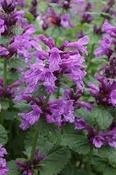 Betonica macrantha 'Violacea' — Caherhurley Nursery
