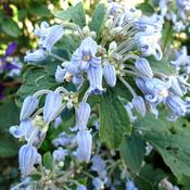 Clematis heracleifolia 'Blue Dwarf' — Caherhurley Nursery image