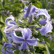 Clematis heracleifolia 'Wyevale' — Caherhurley Nursery