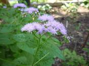 Conoclinium coelestinum — Caherhurley Nursery image