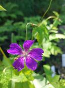 Geranium nodosum, deep purple — Caherhurley Nursery image