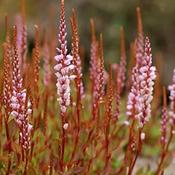 Bistorta vacciniifolia — Caherhurley Nursery image