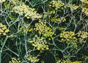 Foeniculum vulgare 'Purpureum' — Caherhurley Nursery image