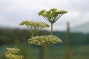 Athamanta turbith haynaldii — Caherhurley Nursery image