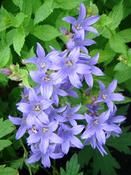 Campanula lactiflora 'Piet Stam' — Caherhurley Nursery image