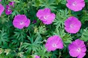 Geranium sanguineum — Caherhurley Nursery image