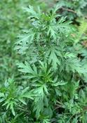 Artemisia vulgaris — Caherhurley Nursery