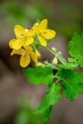 Chelidonium majus — Caherhurley Nursery