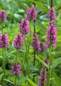 Betonica officinalis — Caherhurley Nursery image