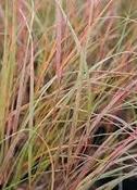 Anemanthele lessoniana — Caherhurley Nursery image
