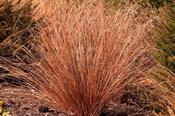 Carex buchananii 'Firefox' — Caherhurley Nursery image