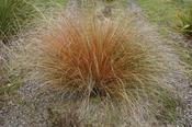 Chionochloa rubra cuprea — Caherhurley Nursery