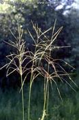 Chrysopogon gryllus — Caherhurley Nursery image