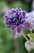 Aquilegia vulgaris stellata 'Christa Barlow' — Caherhurley Nursery image