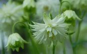 Aquilegia vulgaris stellata 'Green Apples' — Caherhurley Nursery image