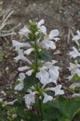 Betonica macrantha 'Morning Blush' — Caherhurley Nursery image