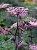 Angelica sylvestris 'Ebony' — Caherhurley Nursery image
