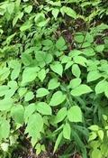Aralia racemosa — Caherhurley Nursery image