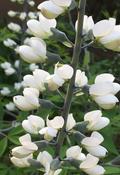 Baptisia alba — Caherhurley Nursery