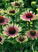 Echinacea purpurea 'Green Twister' — Caherhurley Nursery