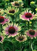 Echinacea purpurea 'Green Twister' — Caherhurley Nursery image