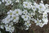 Cerastium tomentosum 'Silberteppich' — Caherhurley Nursery image