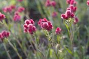 Antennaria dioica 'Rubra' — Caherhurley Nursery
