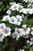 Acanthophyllum cerastioides — Caherhurley Nursery image